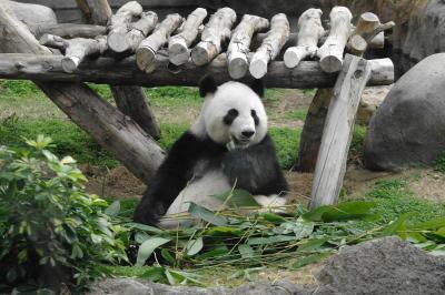Pandahaus im Ocean Park